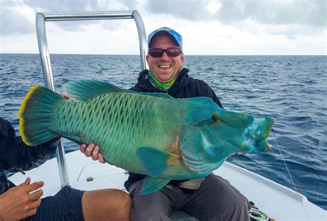 napoleon fish|The Colossal Humphead Wrasse .